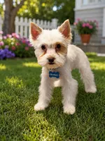 Bambam, a male Yorkshire Terrier for sale in Merced, CA – 3 of 3