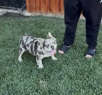 Stormy, a female French Bulldog for sale in Merced, CA – 7 of 10