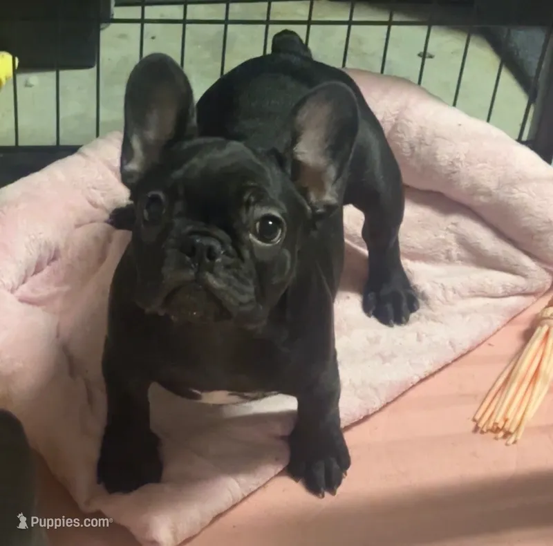 Nova Black Female – French Bulldog puppy for sale in Merced, CA