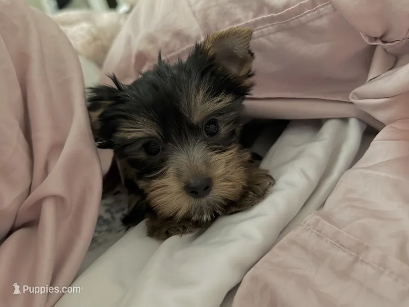 Gracie  – Yorkshire Terrier puppy for sale in Merced, CA