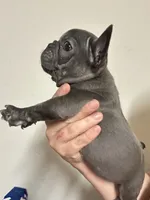 Nova Blue Female, a female French Bulldog for sale in Merced, CA – 2 of 3