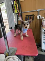 Max, a male Yorkshire Terrier for sale in Merced, CA – 3 of 4