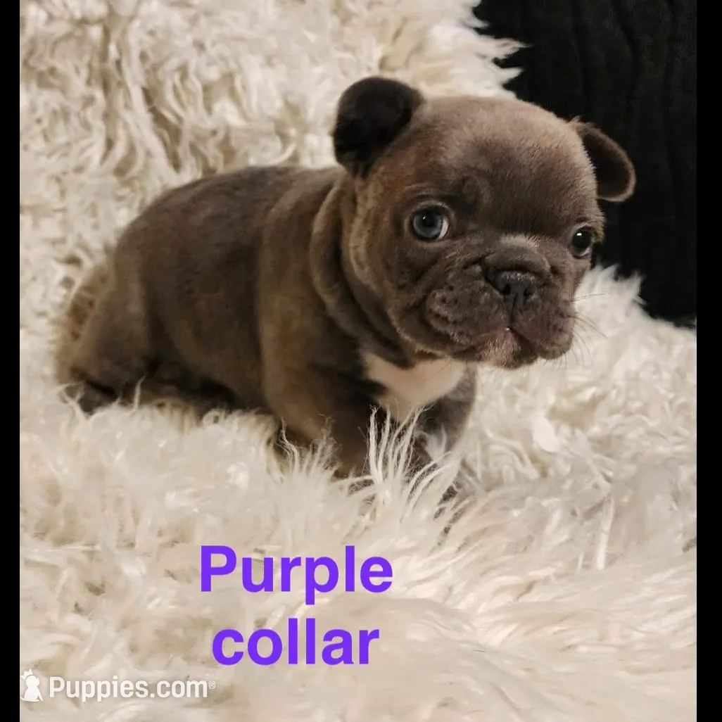 Purple collar female, a female French Bulldog for sale in Merced, CA – Photo 2 of 5