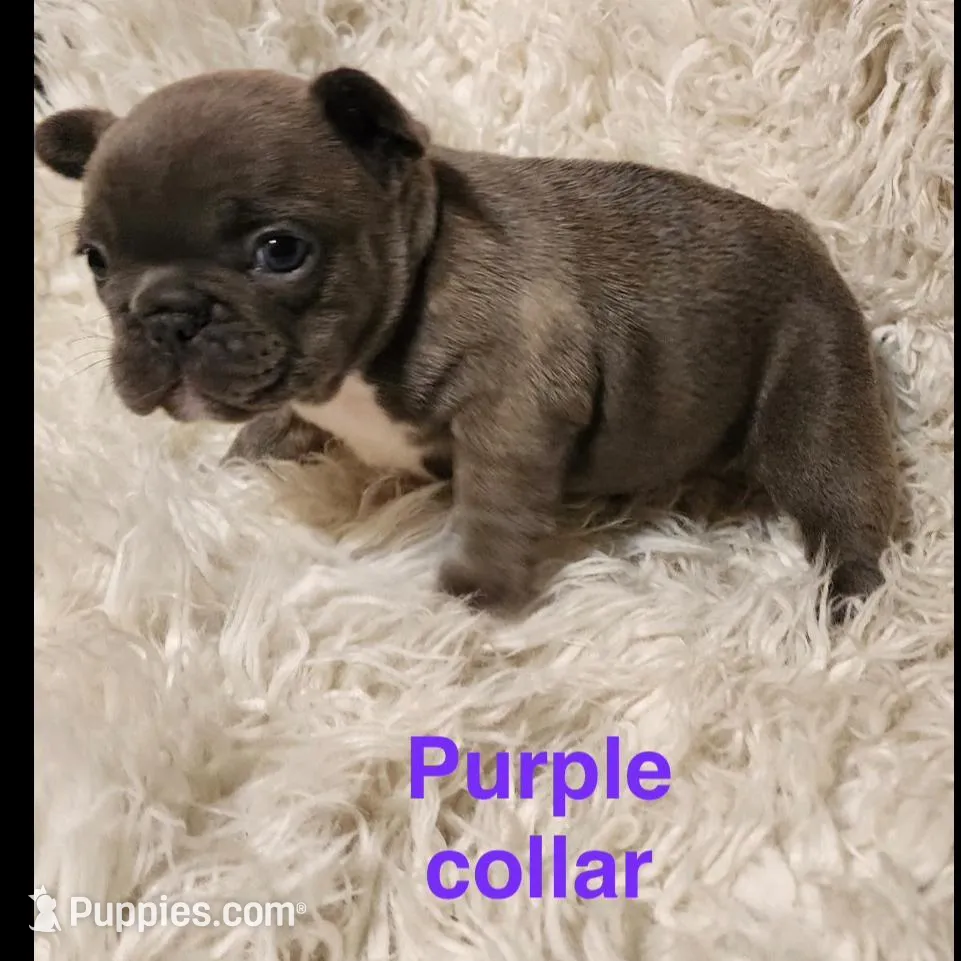 Purple collar female