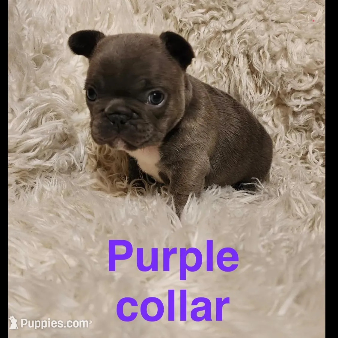 Purple collar female, a female French Bulldog for sale in Merced, CA – Photo 5 of 5