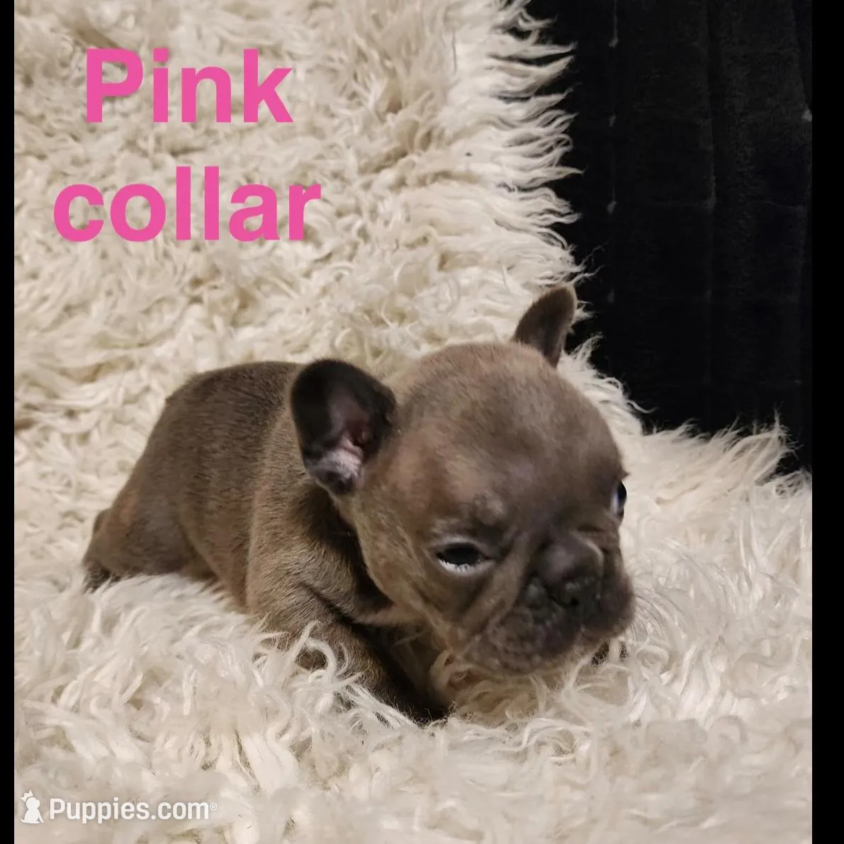 Pink collar female