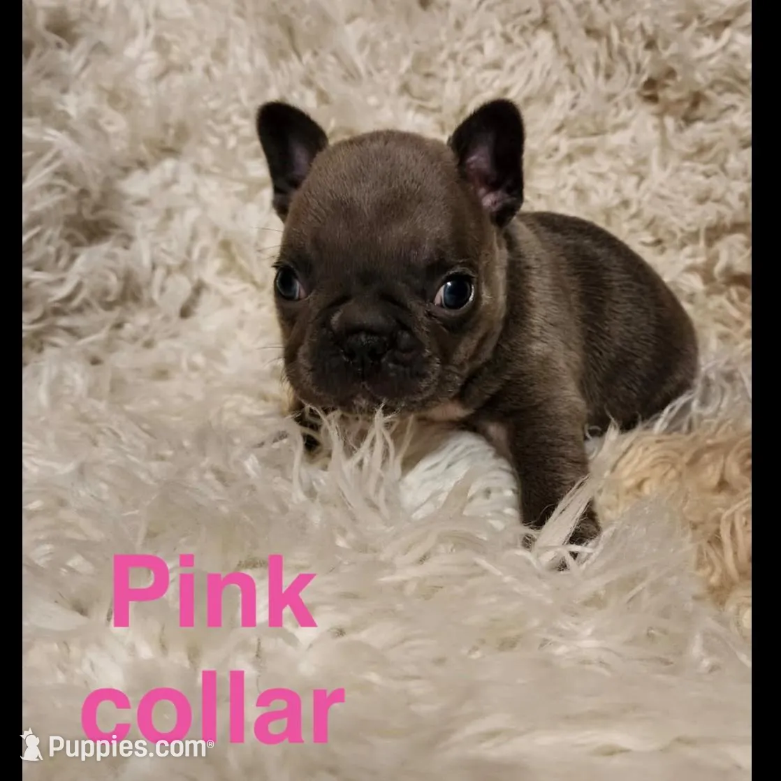 Pink collar female, a female French Bulldog for sale in Merced, CA – Photo 2 of 4