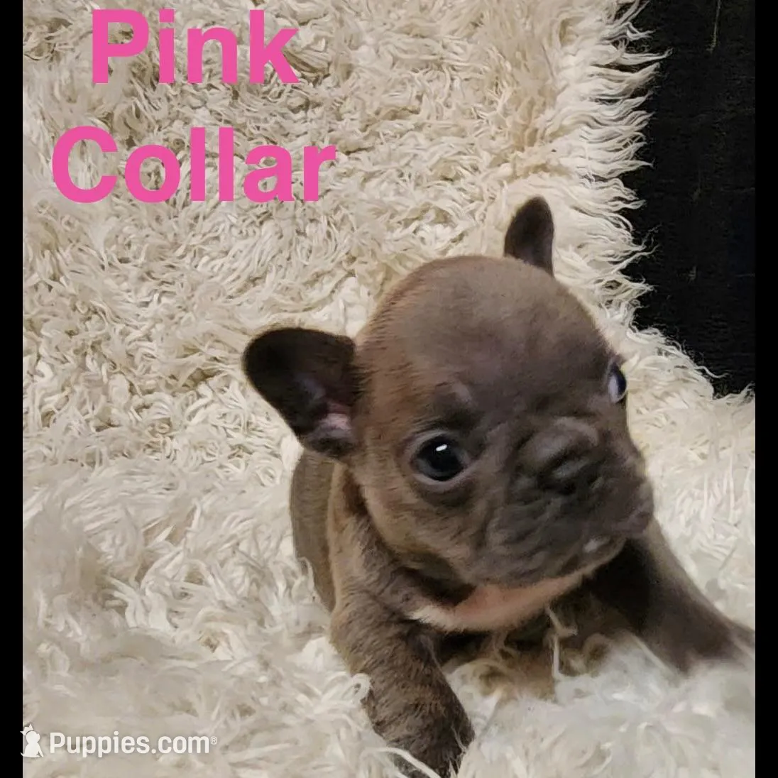 Pink collar female, a female French Bulldog for sale in Merced, CA – Photo 3 of 4