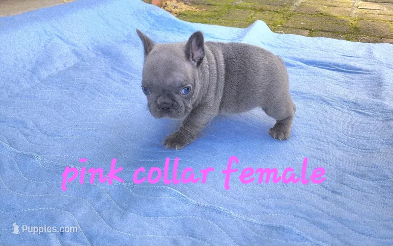 Pink collar female