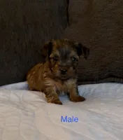 Grace 4, a male Yorkshire Terrier for sale in Merced, CA – 3 of 7