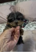 Lippy#3, a female Yorkshire Terrier for sale in Merced, CA – 3 of 3