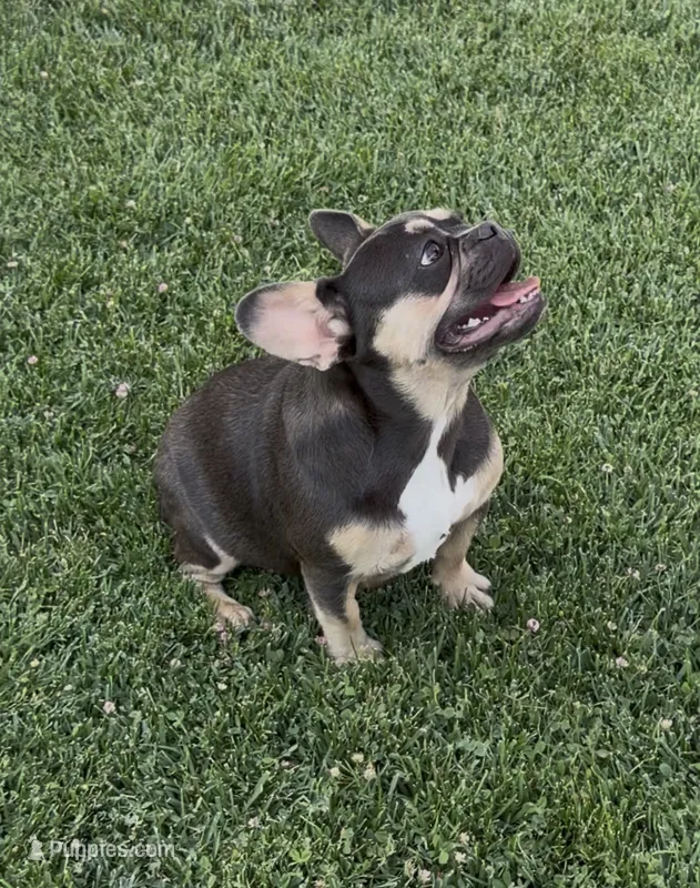 Kilian – French Bulldog puppy for sale in Merced, CA