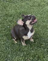 Kilian, a female French Bulldog for sale in Merced, CA – 1 of 6
