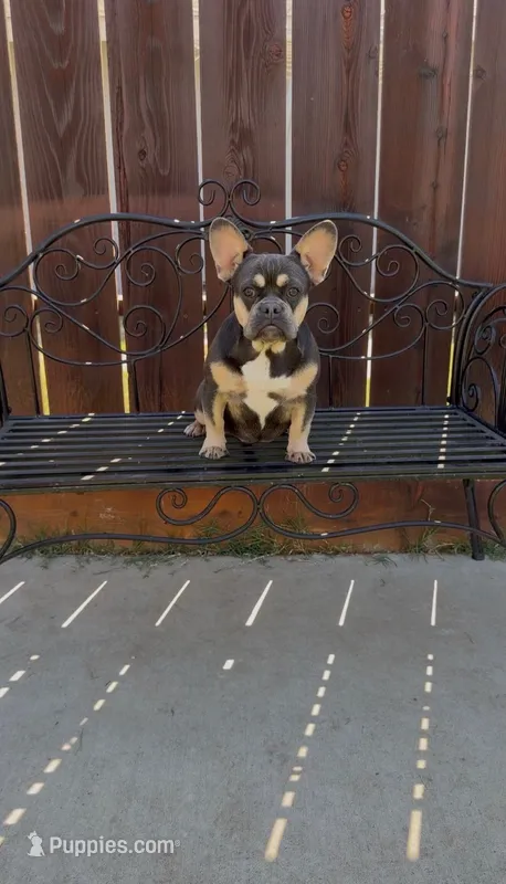Kilian AKC – French Bulldog puppy for sale in Merced, CA