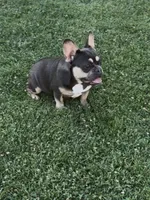 Kilian, a female French Bulldog for sale in Merced, CA – 4 of 6