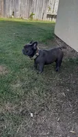 Khloe, a female French Bulldog for sale in Merced, CA – 2 of 4