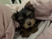Gracie , a female Yorkshire Terrier for sale in Merced, CA – 3 of 6