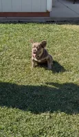 Teddy Gramz AKC, a male French Bulldog for sale in Merced, CA – 5 of 5