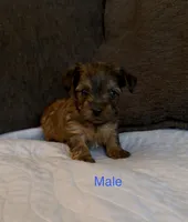 Grace 4, a male Yorkshire Terrier for sale in Merced, CA – 7 of 7
