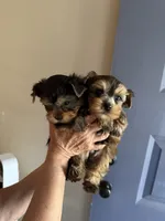 Milan brown male, a male Yorkshire Terrier for sale in Merced, CA – 2 of 6