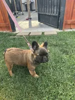 AKC Stella Rosi, a female French Bulldog for sale in Merced, CA – 2 of 5
