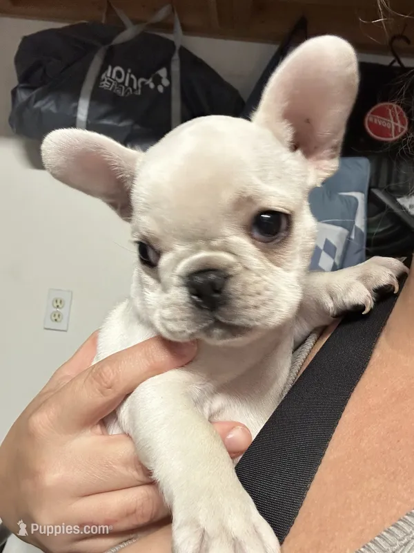 Nova Cream Female – French Bulldog puppy on hold in Merced, CA
