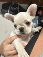 Cream Female, a female French Bulldog for sale in Merced, CA – 1 of 6