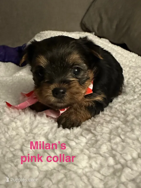 Milan’s pink collar