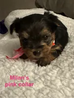 Milan’s pink collar, a female Yorkshire Terrier for sale in Merced, CA – Photo 2 of 2