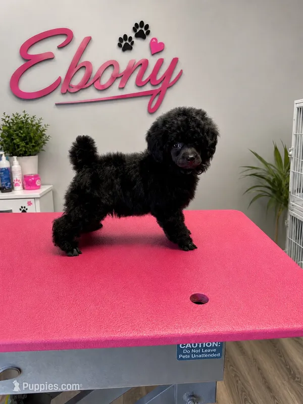 Ebony – Poodle - Toy  puppy for sale in Merced, CA