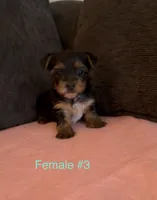 Gracie 3, a female Yorkshire Terrier for sale in Merced, CA – 7 of 8