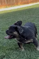 Bluebelle, a female French Bulldog for sale in Merced, CA – 4 of 5