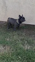 Khali , a female French Bulldog for sale in Merced, CA – 2 of 4