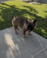 Stella Rosi , a female French Bulldog for sale in Merced, CA – 6 of 6