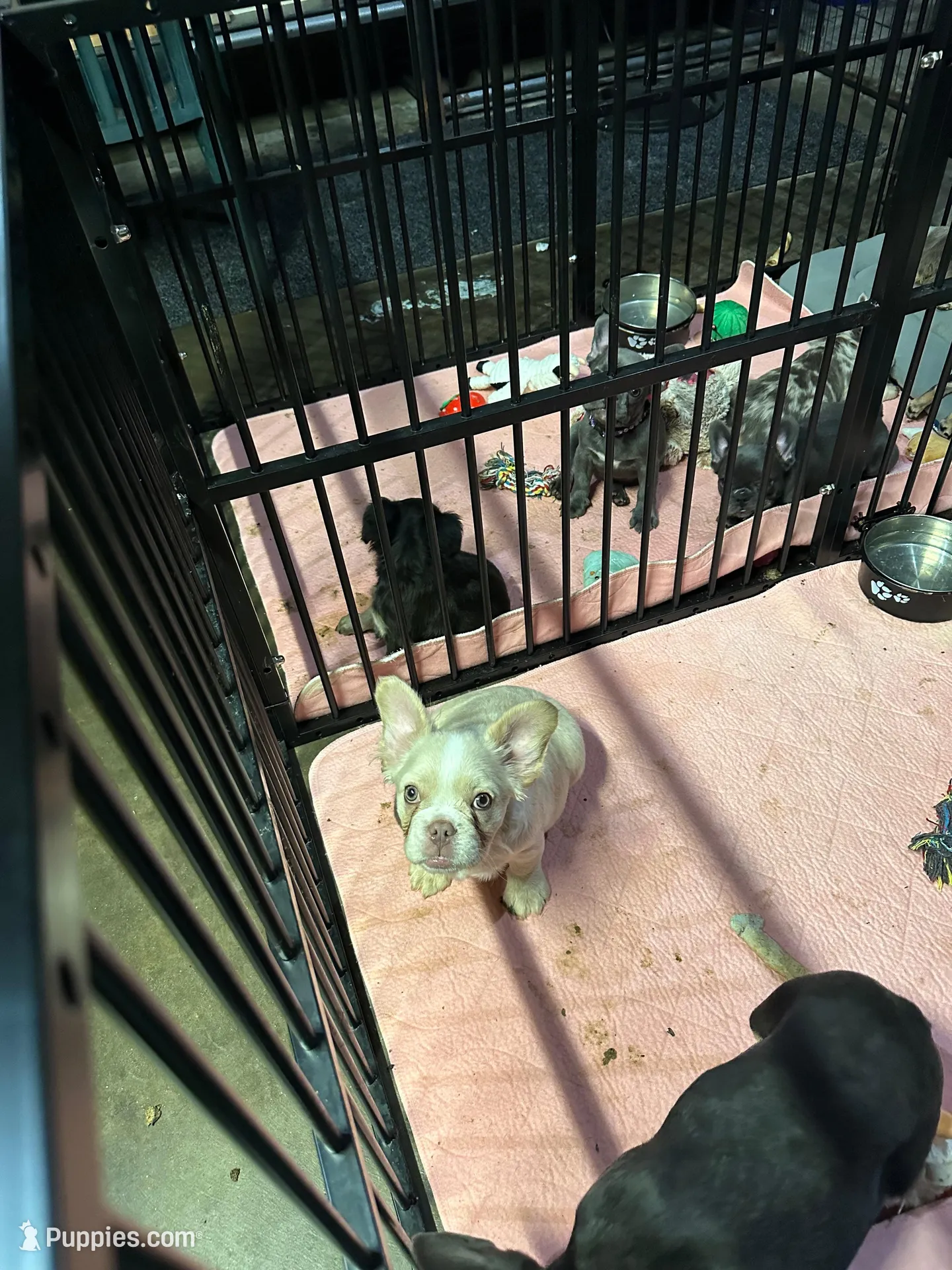 Gabbie AKC, a female French Bulldog for sale in Merced, CA – Photo 2 of 2