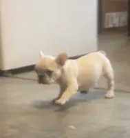 Cream Female, a female French Bulldog for sale in Merced, CA – 5 of 6