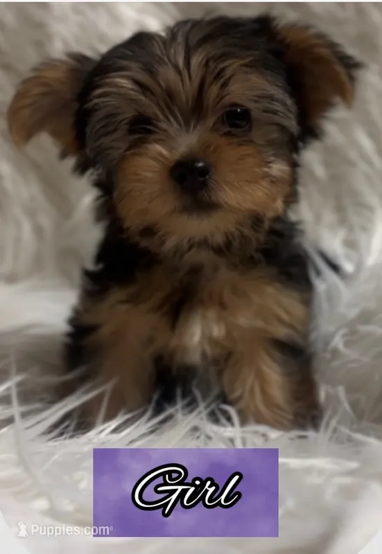 Flower #1 – Yorkshire Terrier puppy for sale in Merced, CA