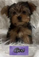 Flower #1, a female Yorkshire Terrier for sale in Merced, CA – 1 of 1