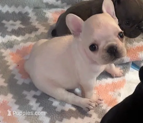 Nova Cream Female – French Bulldog puppy for sale in Merced, CA