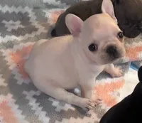 Nova Cream Female, a female French Bulldog for sale in Merced, CA – 1 of 4
