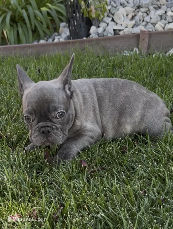 Blue Male 1 – French Bulldog puppy for sale in Merced, CA