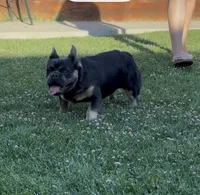 Bluebelle, a female French Bulldog for sale in Merced, CA – 3 of 5