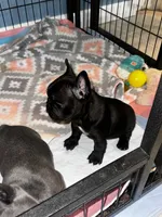 Nova Black Female, a female French Bulldog for sale in Merced, CA – 2 of 3