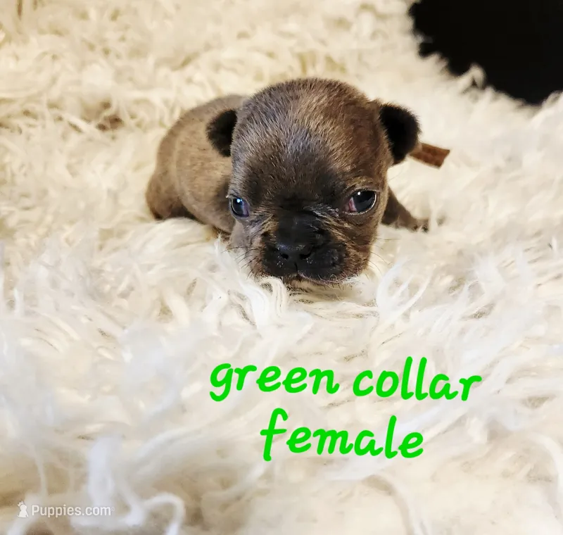 Green collar female