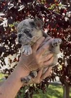 Merle Male, a male French Bulldog for sale in Merced, CA – 3 of 6