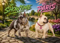 Blue Male 2, a male French Bulldog for sale in Merced, CA – 5 of 5