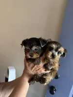 Milan black male, a male Yorkshire Terrier for sale in Merced, CA – 4 of 5