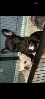 Nova Blue Male, a male French Bulldog for sale in Merced, CA – 3 of 3