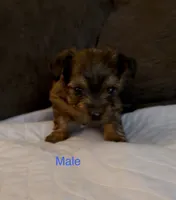 Grace 4, a male Yorkshire Terrier for sale in Merced, CA – 2 of 7