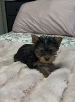 Lippy #2, a female Yorkshire Terrier for sale in Merced, CA – 3 of 3